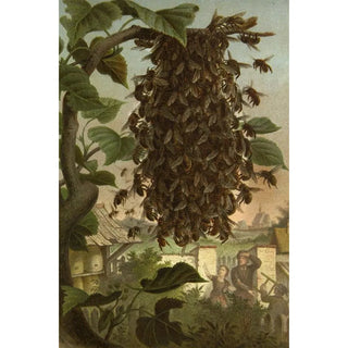 Alfred Edmund Brehm - Die Insekten Tausendfussler und Spinnen Pl 08.webp