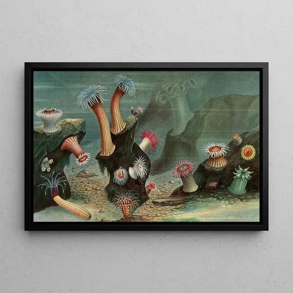Alfred Frdol - Anmones de mer.webp