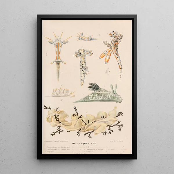 Alfred Frdol - Mollusques nus II.webp