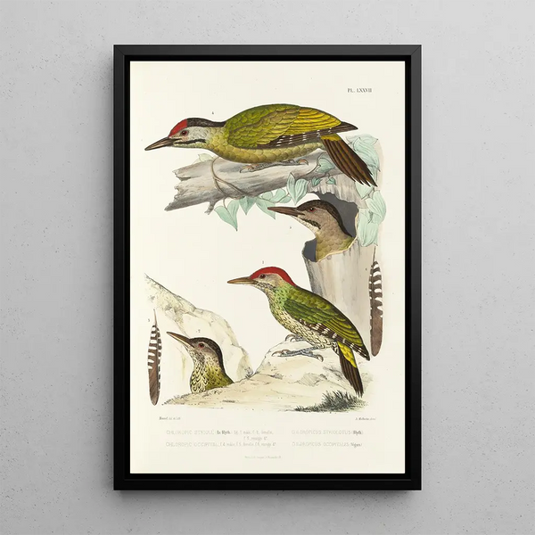 Alfred Malherbe - Monographie des picides pl16.webp