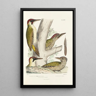 Alfred Malherbe - Monographie des picides pl18.webp