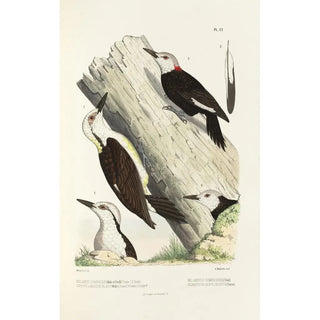 Alfred Malherbe - Monographie des picides pl30.webp