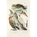 Reproduktion des Gemäldes Monographie des picides pl31 - Alfred Malherbe