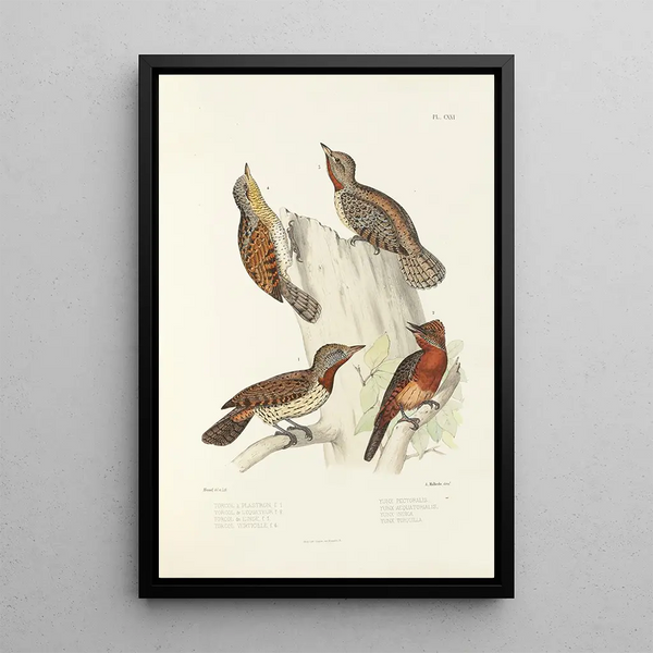 Monographie des picides pl50 - Alfred Malherbe — gerahmtes Bild an der Wand