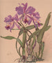 eines Aquarell-Gemäldes einer Orchidee der Gattung Cattleya - Alice Bailly — Ansicht des Kunstwerks
