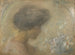 Seerosen - Alice Pike Barney — Ansicht des Kunstwerks
