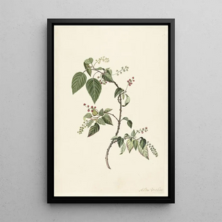 Alida Withoos - Branch of a Redcurrant.webp