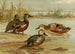 Australischer Enten, Südafrikanischer Ente, Rote Ente - Allan Brooks — Ansicht des Kunstwerks