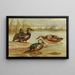 Australischer Enten, Südafrikanischer Ente, Rote Ente - Allan Brooks — gerahmtes Bild an der Wand