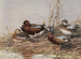 Singschwan mit blauen Flügeln - Allan Brooks — Ansicht des Kunstwerks