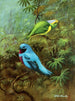 Costa Rica Tangara Gemälde und hübscher Cotinga - Allan Brooks — Ansicht des Kunstwerks