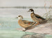 Enten mit erhobenem Kopf, Ente mit bronzefarbenen Flügeln - Allan Brooks — Ansicht des Kunstwerks