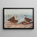 Dunkle Ente aus Florida Mexikanische Ente - Allan Brooks — gerahmtes Bild an der Wand