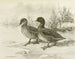 Stockente gefleckt - Allan Brooks — Ansicht des Kunstwerks