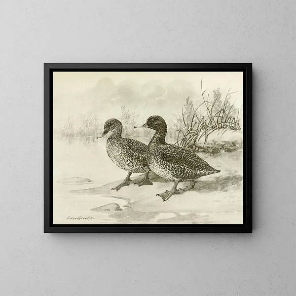 Stockente gefleckt - Allan Brooks — gerahmtes Bild an der Wand