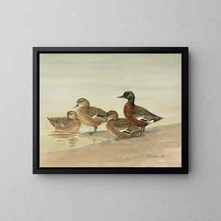 Allan Brooks - Gray Teal ChestnutBreasted Teal.webp