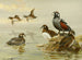 Enten-Arlekin - Allan Brooks — Ansicht des Kunstwerks