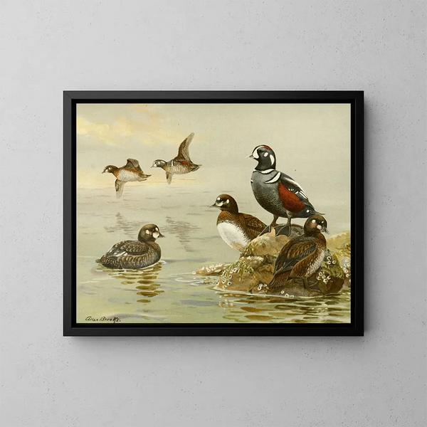 Enten-Arlekin - Allan Brooks — gerahmtes Bild an der Wand