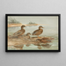 Hawaianischer Ente Graue Ente von Oustalet - Allan Brooks — gerahmtes Bild an der Wand