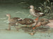 Enten mit geflecktem Schnabel im Indianerstil - Allan Brooks — Ansicht des Kunstwerks