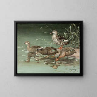 Allan Brooks - Indian SpotBill Eastern SpotBilled Duck.webp