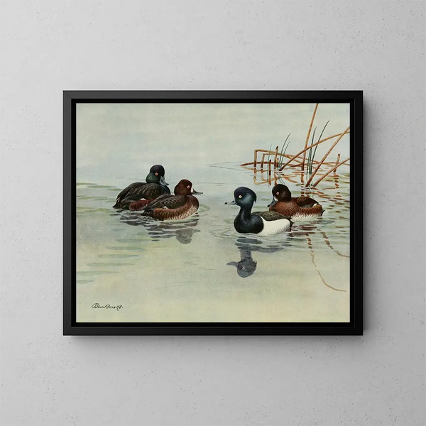 Fuligule de Nouvelle-Zélande - Allan Brooks — gerahmtes Bild an der Wand