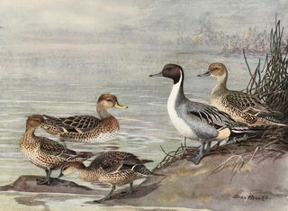 Allan Brooks - Pintail Chilian Pintail Eatons Pintail.webp