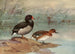 Enten mit rosa Schnabel - Allan Brooks — Ansicht des Kunstwerks