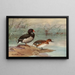 Enten mit rosa Schnabel - Allan Brooks — gerahmtes Bild an der Wand