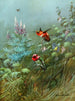 Kolibris rot und Annas - Allan Brooks — Ansicht des Kunstwerks
