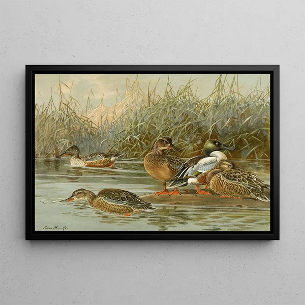 Ente Souchet - Allan Brooks — gerahmtes Bild an der Wand