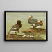 Dampfente - Allan Brooks — gerahmtes Bild an der Wand