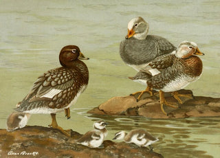 Allan Brooks - Steamer Duck.webp
