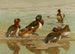 Enten mit weißen Augen Fuligule de Baer Enten mit weißen Augen von Madagaskar - Allan Brooks — Ansicht des Kunstwerks