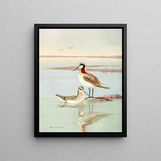 Allan Brooks - Wilsons phalarope.webp