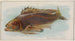 Fisch schwarz - Allen Ginter — Ansicht des Kunstwerks