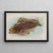 Fisch schwarz - Allen Ginter — gerahmtes Bild an der Wand