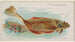Plie - Allen Ginter — Ansicht des Kunstwerks