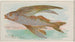 Fisch fliegend - Allen Ginter — Ansicht des Kunstwerks