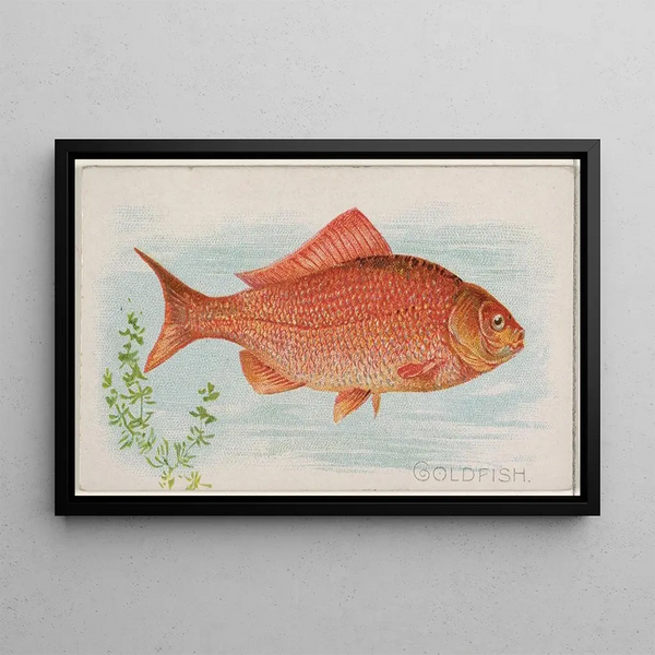 Goldfische - Allen Ginter — gerahmtes Bild an der Wand