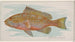 Grouper - Allen Ginter — Ansicht des Kunstwerks