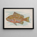 Grouper - Allen Ginter — gerahmtes Bild an der Wand