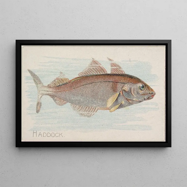 Kabeljau - Allen Ginter — gerahmtes Bild an der Wand