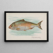 Hering - Allen Ginter — gerahmtes Bild an der Wand