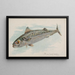 Maquereau - Allen Ginter — gerahmtes Bild an der Wand