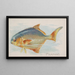 Pampano - Allen Ginter — gerahmtes Bild an der Wand