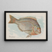 Porgy - Allen Ginter — gerahmtes Bild an der Wand