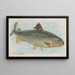 Lachs - Allen Ginter — gerahmtes Bild an der Wand