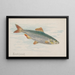 Sardine - Allen Ginter — gerahmtes Bild an der Wand