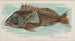 Bar de mer - Allen Ginter — Ansicht des Kunstwerks